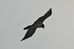 Gypaetus barbatus