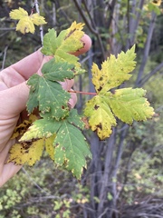 Acer glabrum