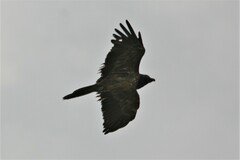 Gypaetus barbatus