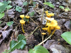 Gloioxanthomyces nitidus