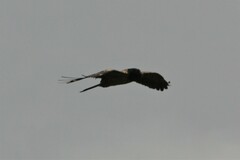 Gypaetus barbatus