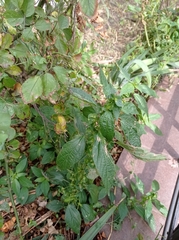 Acalypha australis