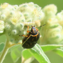 Orsilochides guttata