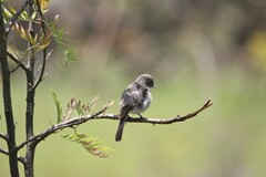 Melaenornis chocolatinus