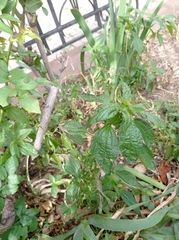 Acalypha australis