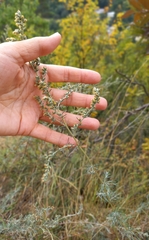 Artemisia