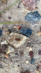 Dasymutilla quadriguttata