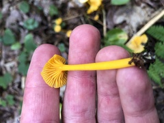 Gloioxanthomyces nitidus