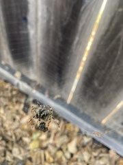 Araneus nordmanni
