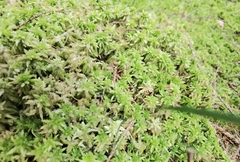 Sphagnum squarrosum