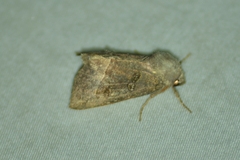 Papaipema nebris