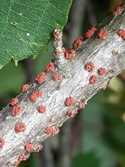 Nectria cinnabarina