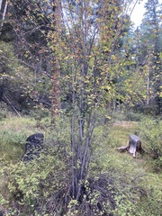 Acer glabrum