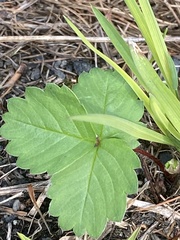 Fragaria virginiana