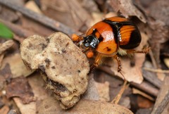 Bolbocerosoma farctum