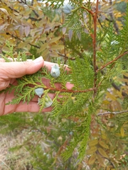 Platycladus orientalis