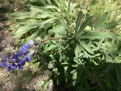 Lupinus argenteus