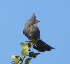 Phainopepla nitens