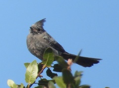 Phainopepla nitens