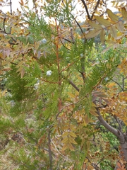 Platycladus orientalis