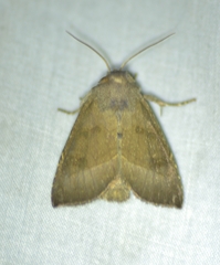Papaipema nebris