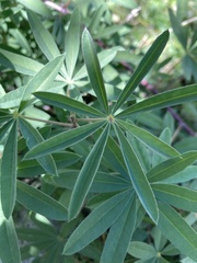 Lupinus argenteus