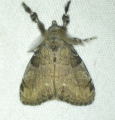 Dasychira vagans
