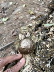 Pluteus