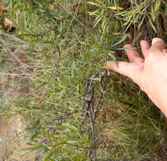 Rhamnus erythroxyloides