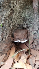 Ganoderma