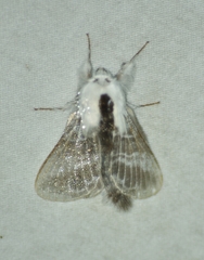 Tolype velleda