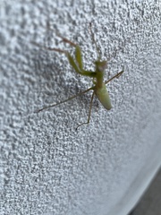 Mantis religiosa