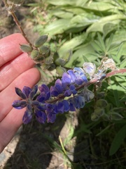 Lupinus argenteus