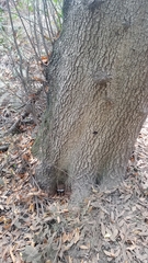 Ganoderma