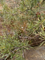 Rhamnus erythroxyloides