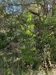 Fraxinus excelsior