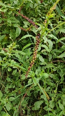 Phytolacca icosandra