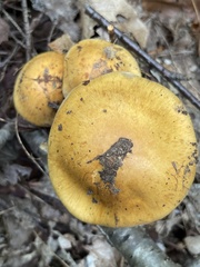 Cortinarius claricolor