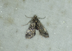 Elophila tinealis