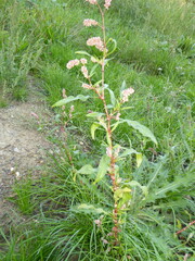 Persicaria maculosa