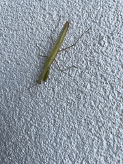 Mantis religiosa