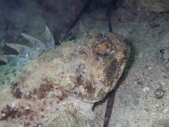 Scorpaena porcus