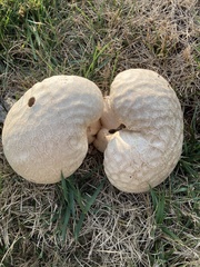 Calvatia craniiformis