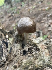Pluteus
