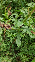 Phytolacca icosandra