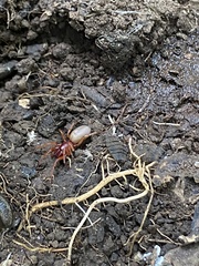 Dysdera crocata