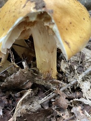 Cortinarius claricolor