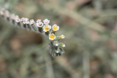 Heliotropium hirsutissimum