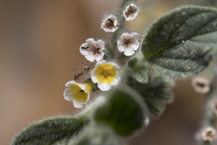 Heliotropium hirsutissimum