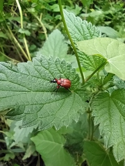 Apoderus coryli